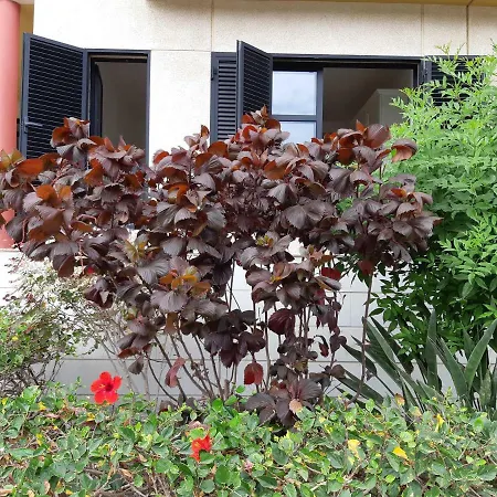 Apartmán Salineta's *